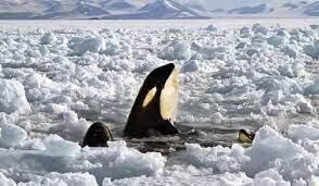 کلیپی خاص از گرفتار شدن نهنگ های قاتل در یخ‌