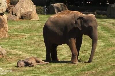 ببینید | تلاش جانسوز یک بچه فیل ۹ ماهه برای بیدار کردن مادرش بعد از مرگ!