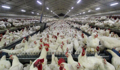 تولید سالانه ۸ میلیون و ۶۳۰ هزار قطعه مرغ گوشتی در اردبیل
