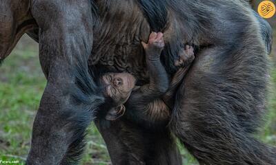 (ویدئو) یک شامپانزه نادر در باغ وحش چستر متولد شد