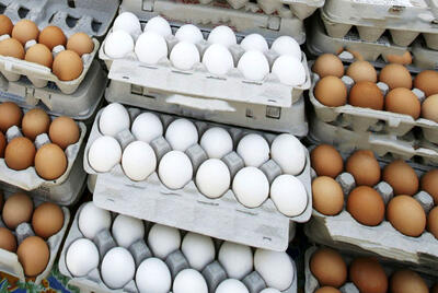 قیمت تخم مرغ سر به فلک کشید | قیمت تخم مرغ در بازار روز ۱۹ بهمن | هر عدد تخم مرغ چقدر شد؟