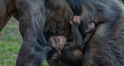 فیلم| این شامپانزه نادر در باغ وحش چستر متولد شد
