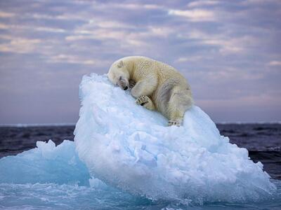 عکاس ایرانی با تصویر خود از یک خرس قطبی، برنده مسابقه عکاسی حیات‌وحش شد