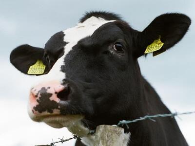 (ویدئو) روش خلاقانه اروپایی‌ها برای پرورش هزاران گاو روی آب؛ بسته بندی گوشت گاو‌ها در کارخانه