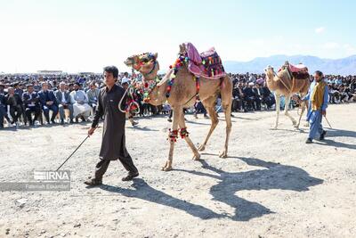 (تصاویر) جشنواره شتر، طلای بیابان در کرمان