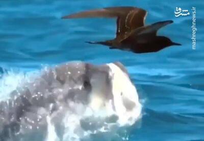 فیلم/ پرواز ماهی عظیم الجثه از آب برای شکار پرنده!