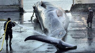 ژاپنی‌ها چگونه گوشت نهنگ‌های بزرگ را برش داده و پردازش می‌کنند (فیلم)