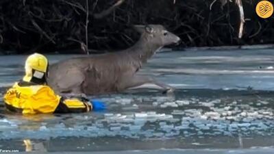 (ویدئو) نجات گوزن پس از سقوط در دریاچه منجمد