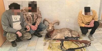 خبرگزاری فارس - شکارچیان قوچ‌های وحشی دماوند به دام افتادند