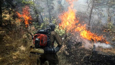 جنگل اجل نوشهر دچار آتش سوزی شد