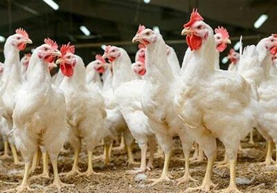 ضریب تبدیل مرغ آرین به 1.7 درصد کاهش یافت - تسنیم