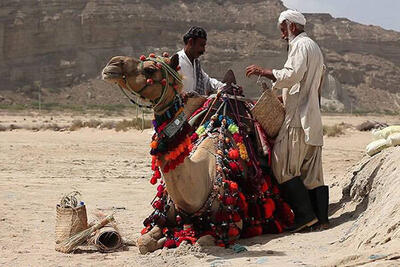 تماشای شکوه سیستان و بلوچستان در قاب شبکه مستند 