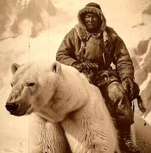 این شکارچیان، خرس های قطبی را مثل اسب رام کردند+ فیلم