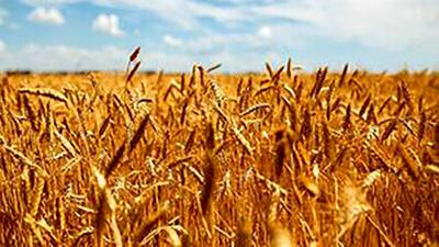 هاشمی: قیمت گندم وارداتی 21.5 هزار تومان است
