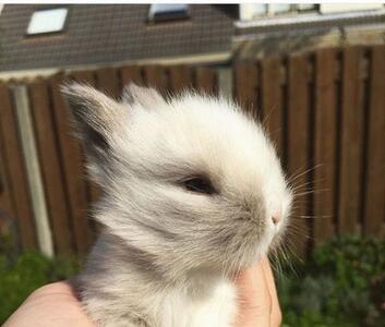 خرگوش مینیاتوری چیست؟ آموزش نگهداری خرگوش مینیاتوری (+عکس)