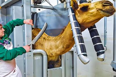 فرآیند فرآوری گوشت و پوست شتر، گاو و بز در مغولستان