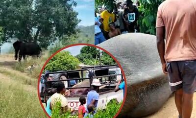 (ویدئو) فیل فراری از پارک ملی کروگر پس از ورود به روستا کشته شد