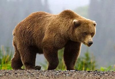 خرس‌ های قهوه ای ایران کاملا مجزا از دیگر خرس‌ های جهان هستند