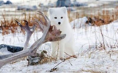 چشمان زیبای این روباه قطبی وایرال شد+ فیلم