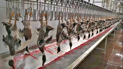 (ویدیو) چگونه میلیون‌ها اردک پس از پرورش در کارخانه برش و بسته بندی می‌شوند؟