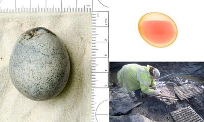 کشف تخم مرغ ۱۷۰۰ ساله سالم