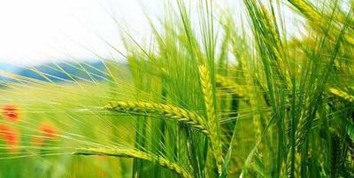 خبرگزاری فارس - رشد ۱۰ برابری تولید گندم در شهرستان فارسان