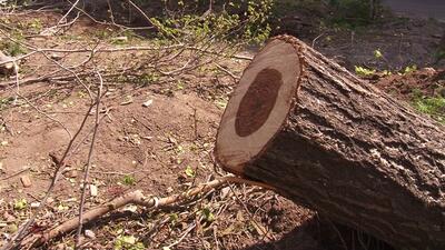 عوارض قطع درخت تعیین شد | سازمان بوستان باید نسبت به خرید و کاشت درختان جدید اقدام کند
