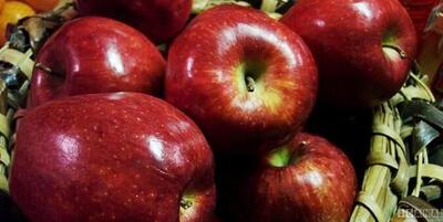 افزایش ۱۵ درصدی صادرات سیب در کشور