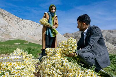 (تصاویر) نذر هزار شاخه گل نرگس به مناسبت ازدواج