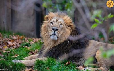 (ویدئو) هدیه ولنتاین برای شیرهای یک باغ وحش