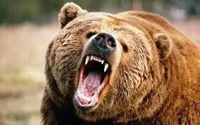حمله وحشتناک خرس به مجری برنامه+ فیلم