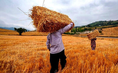 تولیدات بخش کشاورزی خراسان رضوی به ۶.۵ میلیون تن رسید