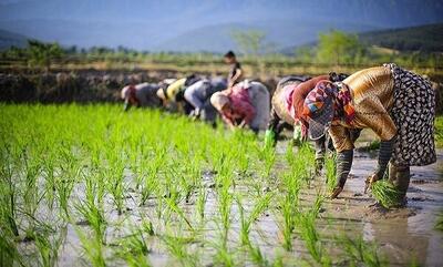 کشت دوم برنج بر میزان بهره‌وری کل عوامل تولید موثر است