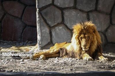 جدیدترین عکس ها از شیر بیمار باغ وحش مشهد
