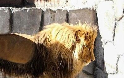 وضعیت نگران‌کننده شیر ایرانی در باغ‌وحش مشهد | رویداد24