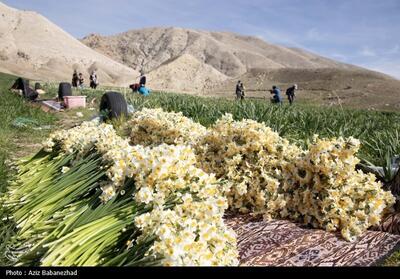 برداشت گل نرگس در شهرستان پلدختر- عکس خبری تسنیم | Tasnim