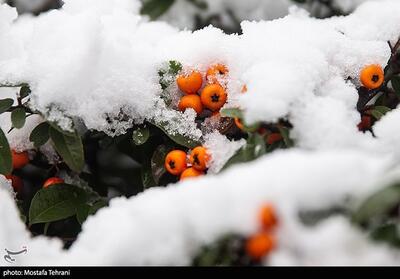 هواشناسی ایران 1402/11/25؛ بارش برف و باران کشور را فرا می‌گیرد/هشدار نارنجی هواشناسی به کشاورزان - تسنیم