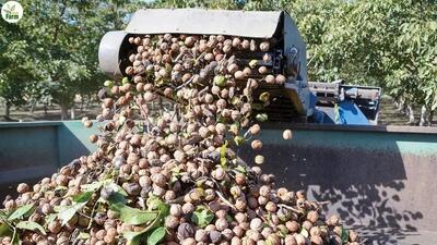 فرایند کاشت، برداشت و فرآوری صد‌ها تن گردو و توت فرنگی در آمریکا (فیلم)