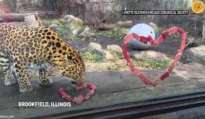 (ویدئو) ولنتاین و خوراکی‌هایی به شکل قلب برای حیوانات باغ وحش
