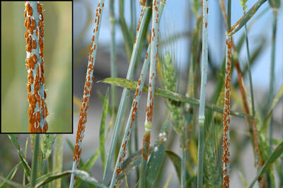 ‌احتمال شیوع بیماری «زنگ زرد» در مزارع گندم و جو کرمانشاه وجود دارد