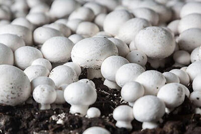 تولید سالانه ۱۰۰۰ تن قارچ خوراکی در همدان