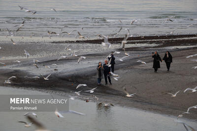 مرغان دریایی، مهمانان زمستانی دریای خزر
