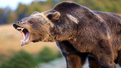 ببینید / لحظه‌ حمله خرس به مجری وسط برنامه!