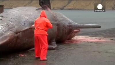 ویدئو / لحظه هولناک منفجر شدن یک نهنگ غول پیکر