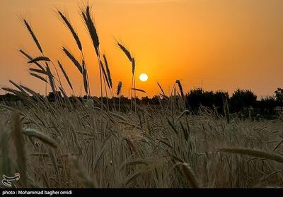 افزایش چشمگیر تولید گندم در لرستان - تسنیم
