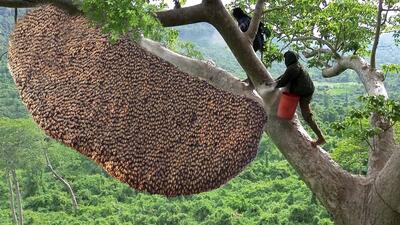 برداشت دلهره آور عسل وحشی از روی بلندترین درخت سنگاپور (فیلم)