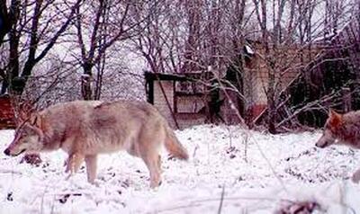 گرگ‌های چرنوبیل در برابر سرطان مقاوم شده‌اند