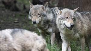 گرگ‌های این منطقه هسته‌ای در برابر سرطان واکسینه شدند!