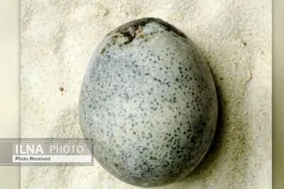 کشف تخم مرغ ۱۷۰۰ساله که هنوز بقایایی از زرده و سفیده دارد