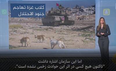 حمله سگ‌های ولگرد به اسرائیل+ فیلم